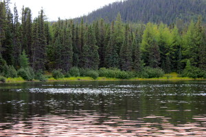 uno dei dodicimila fiumiciattoli che scorrono nella riserva