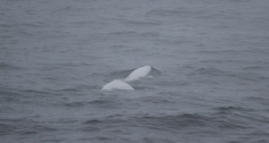 "Squali!!" "Squali!?" "Squelli!"