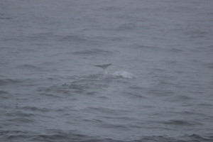 il tipico colpo di coda che significa "per ora basta respirare, adieau schiappe!"
