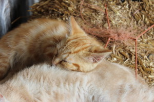 è stata dura decidere la più carina, ma vada per questa; a te, internet!