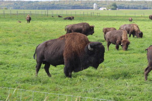 Il maschio alfa; queste adorabili bestiole possono arrivare a pesare fino a 1300 chili.