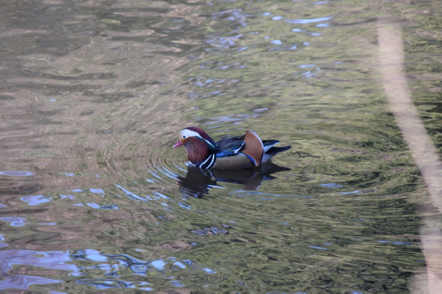 questo particolare tipo di papera, o qualsiasi cosa sia, secondo la mia guida ogni inverno torna in questo laghetto a svernare.