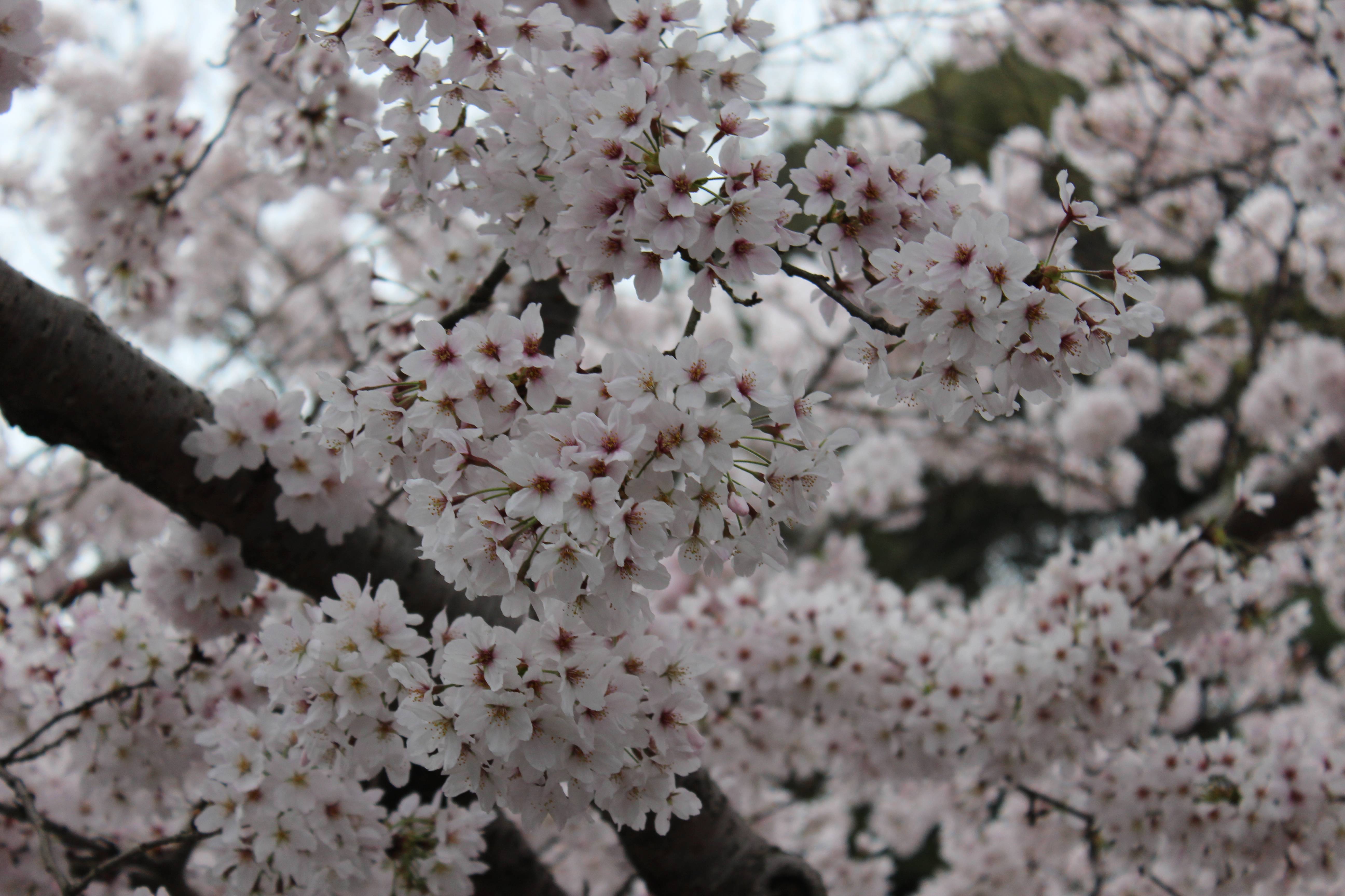 Ma tutta ‘sta gente non li ha mai visti dei fiori? Ma tutta ‘sta gente non li ha mai visti dei fiori?